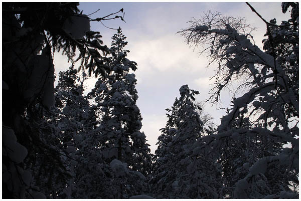 forest2