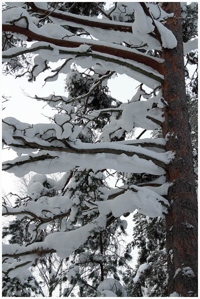 forest2