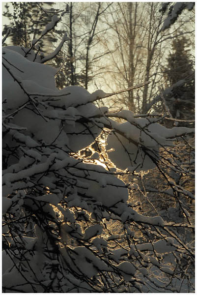 forest2