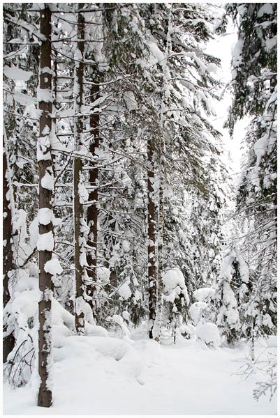 forest2