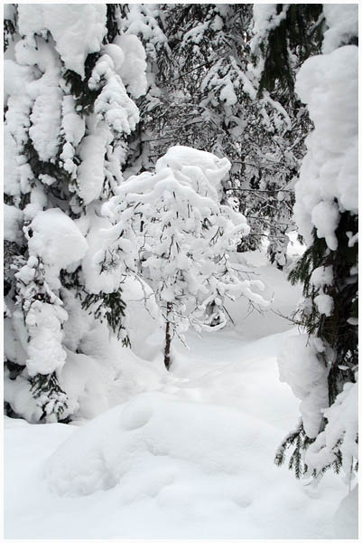 forest2