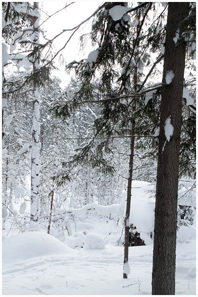 forest2