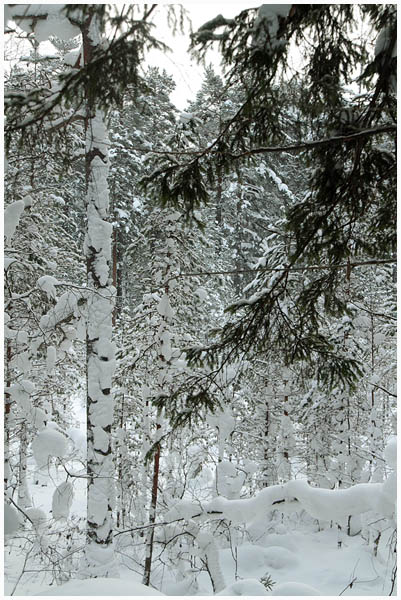 forest2