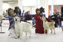 IMG_0558_1