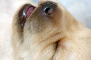 puppy